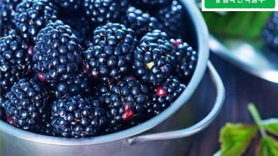 놓치면 후회! 생과 복분자 가격 꿀팁 & 솔직 후기 🍇✨